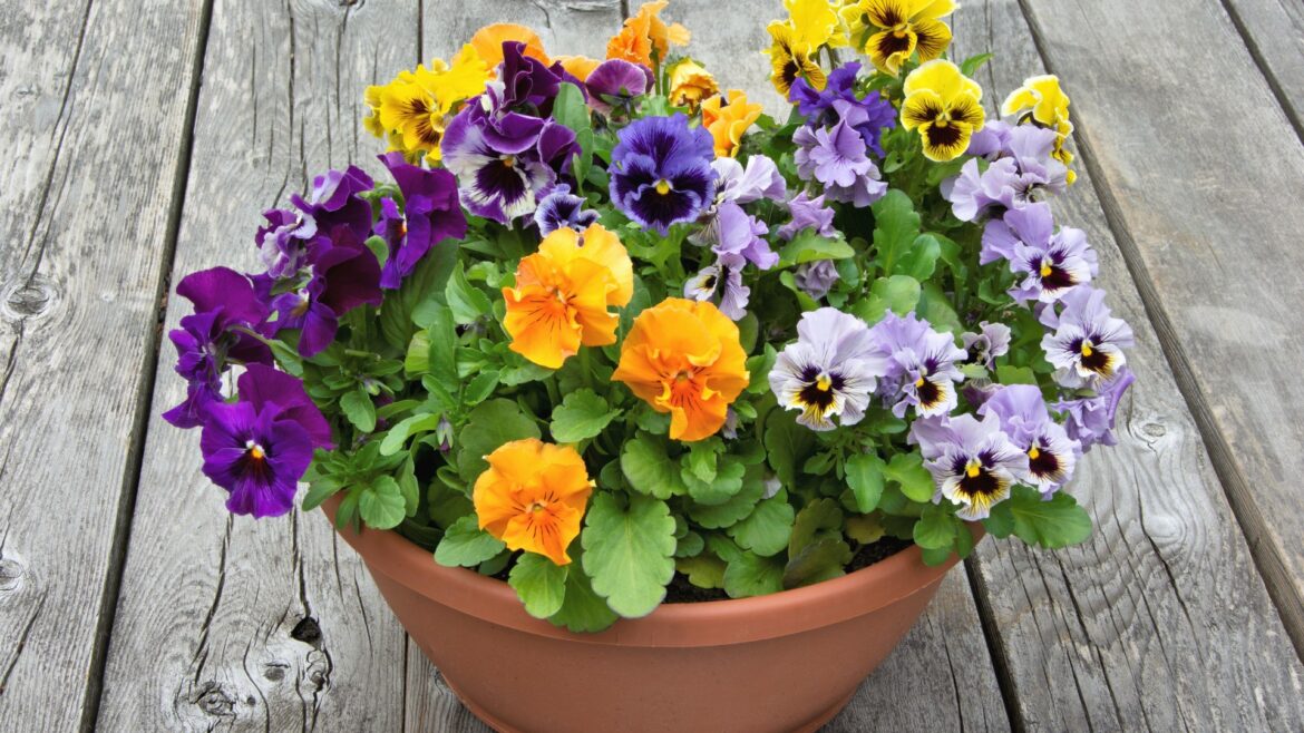 The 35p IKEA flower that blooms all summer AND survives winter – it comes in loads of bright colours & perfect for pots The 35p IKEA flower that blooms all summer AND survives winter - it comes in loads of bright colours & perfect for pots