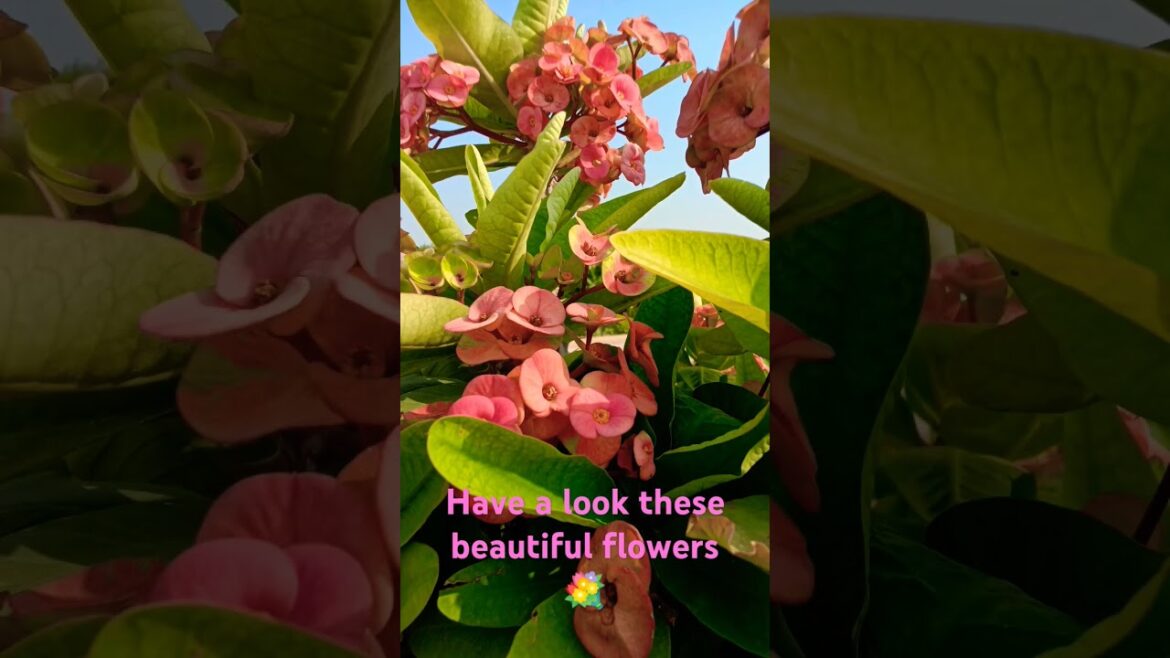 Have a look here || #flowers