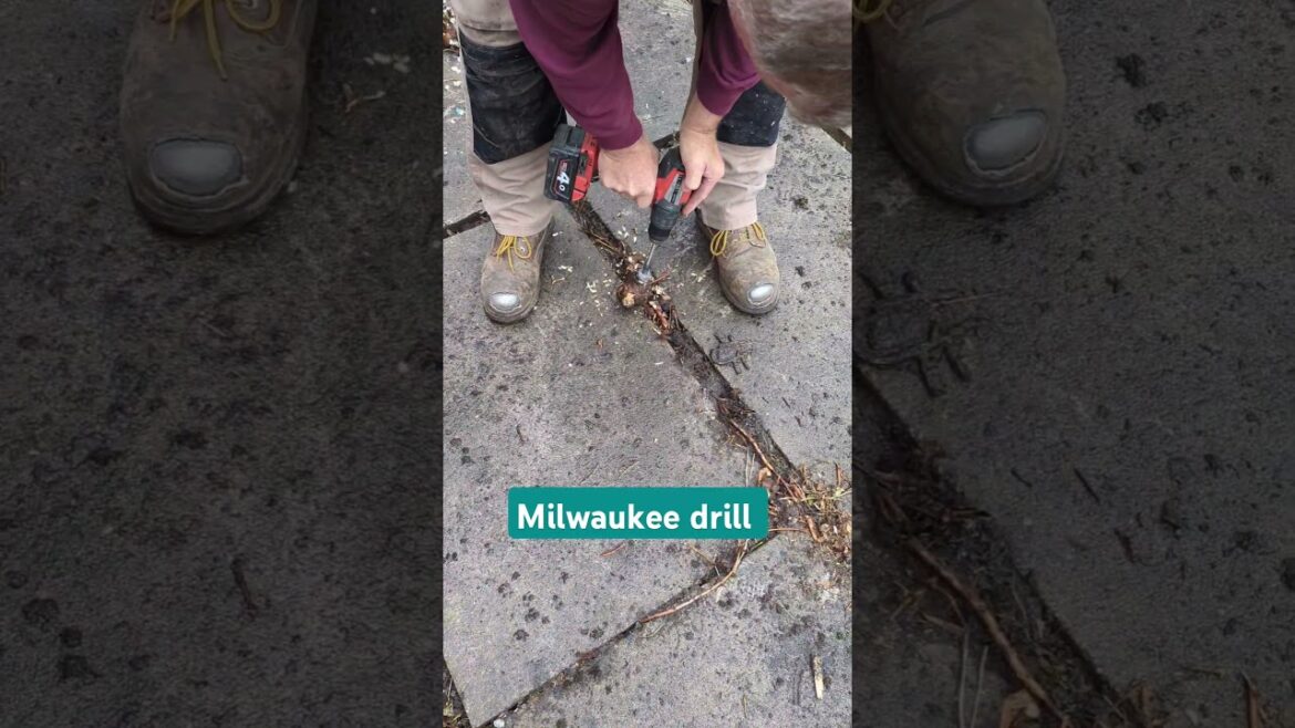 Drilling roots ready for eco plugs using #milwaukeetools #drill #drilling #me #gardener #garden
