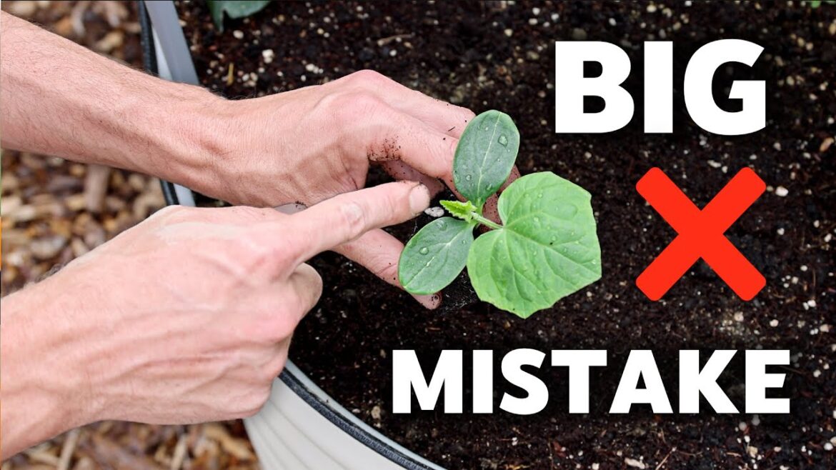 I Wish I Knew THIS Before Growing Cucumbers