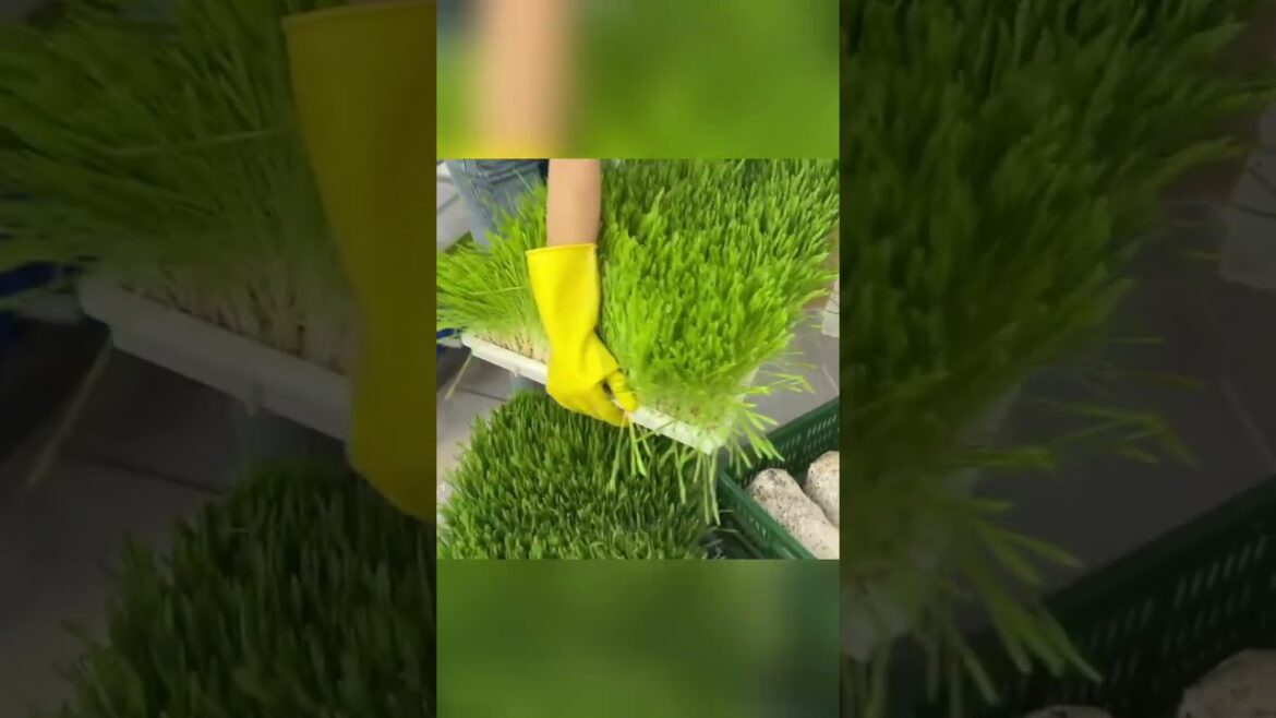 Barley hydroponic fodder#hydroponic #farm #cattlefeeding #fodder  #livestockfarming #gardening