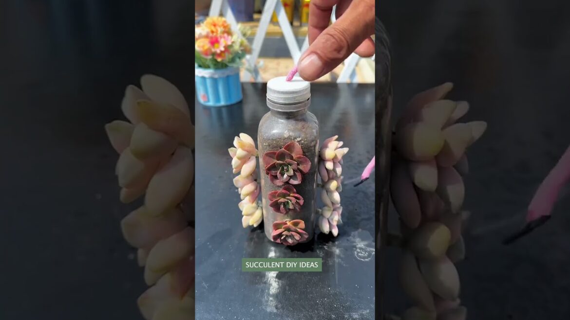 Stunning Succulent Arrangement & Plant Garden Ideas Stunning Succulent Arrangement & Plant Garden Ideas