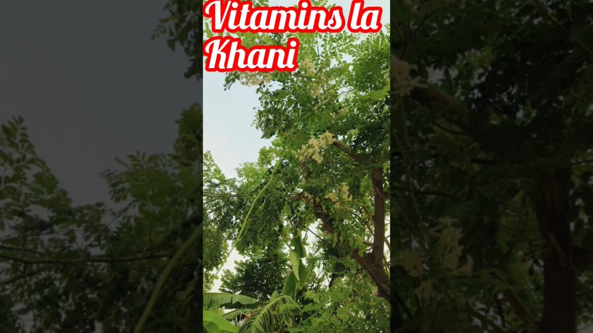 "Miracle Tree"#Shorts #Munaga#Moringa oleifera #Best#Edible#Leaves#Pods #Food#Love#foodie