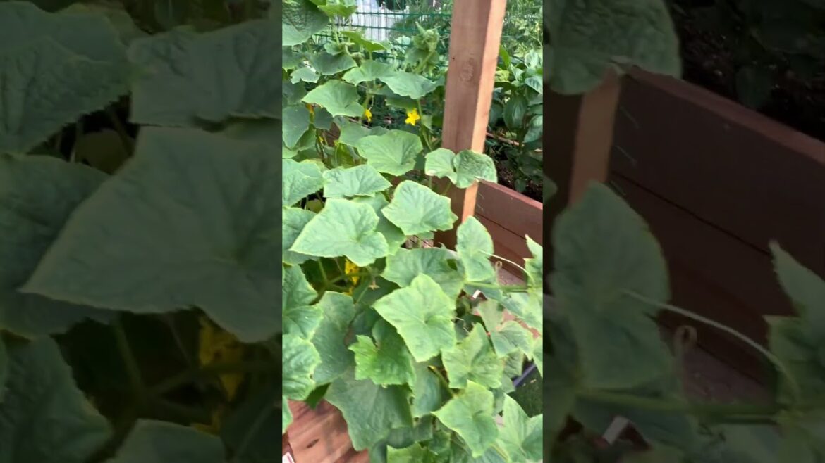 Container vegetable gardening, cucumbers, tomatoes, peppers, zucchini, raspberries.