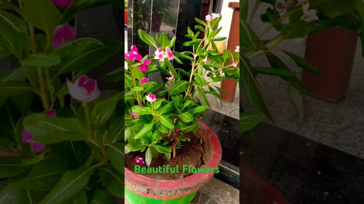 Beautiful Flowers|| #flowers || #Beautifulflowers Beautiful Flowers|| #flowers || #Beautifulflowers