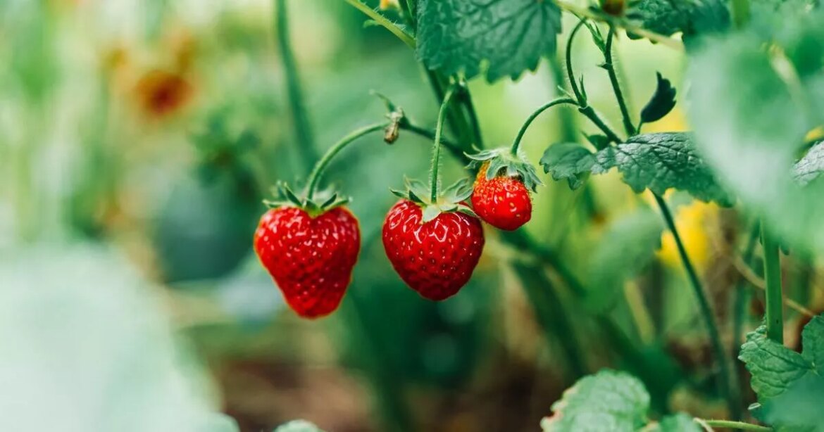 Never buy strawberry plants again thanks to expert’s simple free fruit trick Ipso logo
