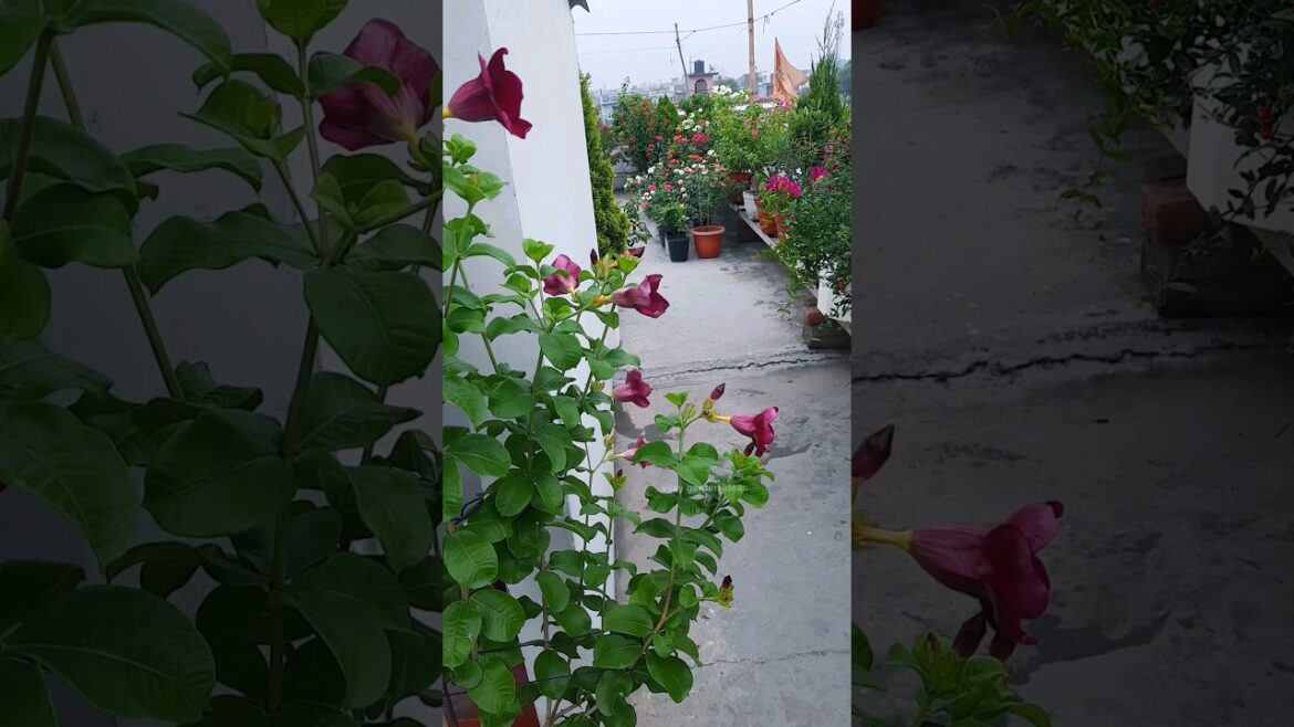 Terrace gardening , allamanda , hibiscus #garden #hibiscus #allamanda #terracegarden