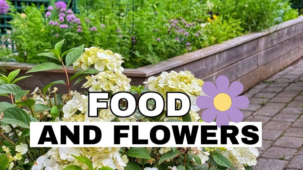 EDIBLE AND ORNAMENTAL GARDEN TOUR: Roses, Honeysuckle, Hydrangeas in Pots, & Potager Harvests! EDIBLE AND ORNAMENTAL GARDEN TOUR: Roses, Honeysuckle, Hydrangeas in Pots, & Potager Harvests!