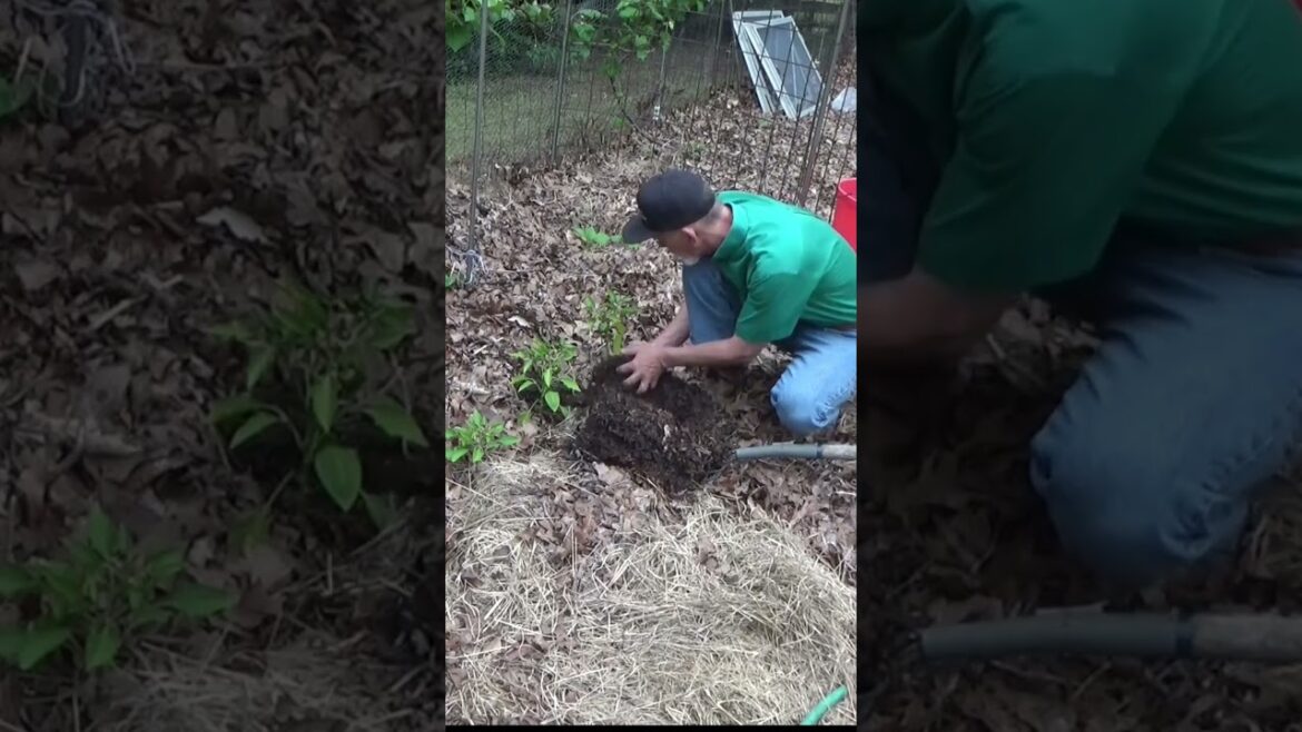 Miracle of mulch #growfoodnotlawns #vegetablegardening #garden #vegetableplanting #homegardening Miracle of mulch #growfoodnotlawns #vegetablegardening #garden #vegetableplanting #homegardening