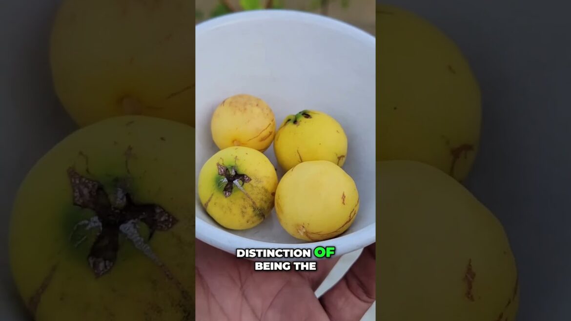 Lemon Guavas: The Most Delicious Fruit You’ve Never Heard Of! 🍋🍈
