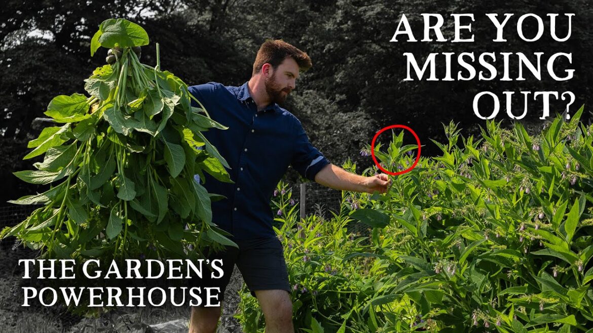 The Plant That Just Keeps Giving | 7 Reasons To Grow Comfrey (For Gardeners)
