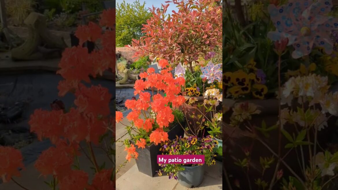 Patio container gardening with spring flowers #containergardening #flowers #pots #flowerarrangement