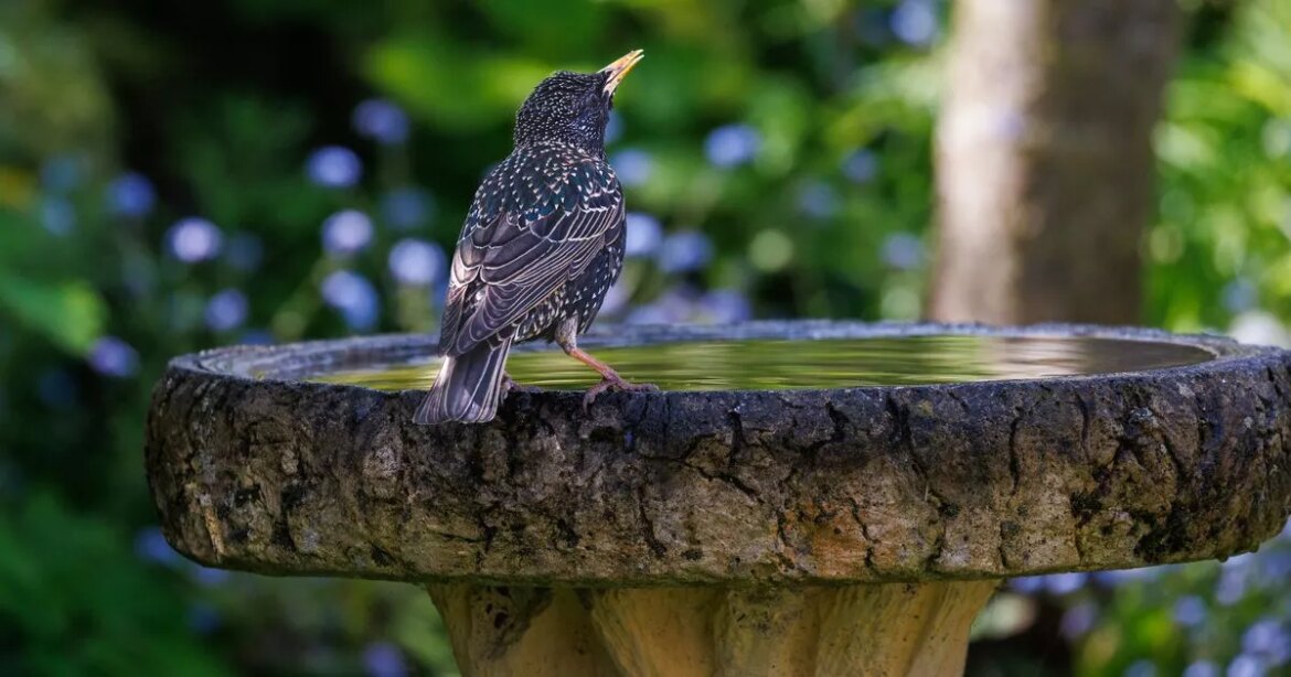 Gardeners urged to put coins in birdbaths this summer Ipso logo