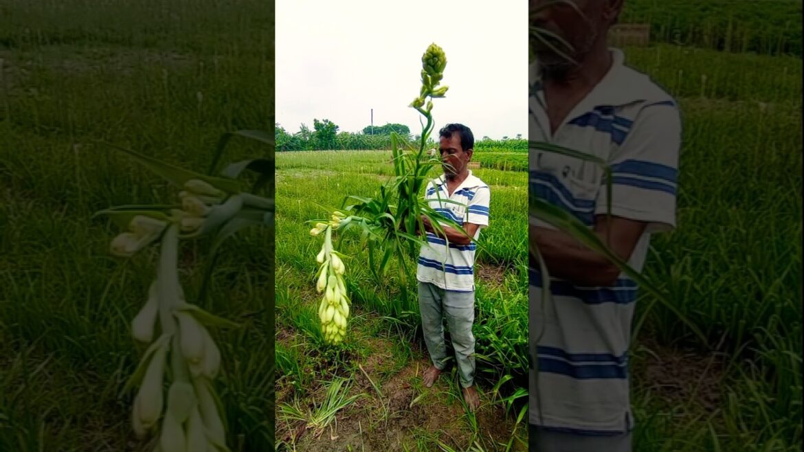 Tuberose Bulb Uprooting for Replanting 🌼🔁 #shorts Tuberose Bulb Uprooting for Replanting 🌼🔁 #shorts