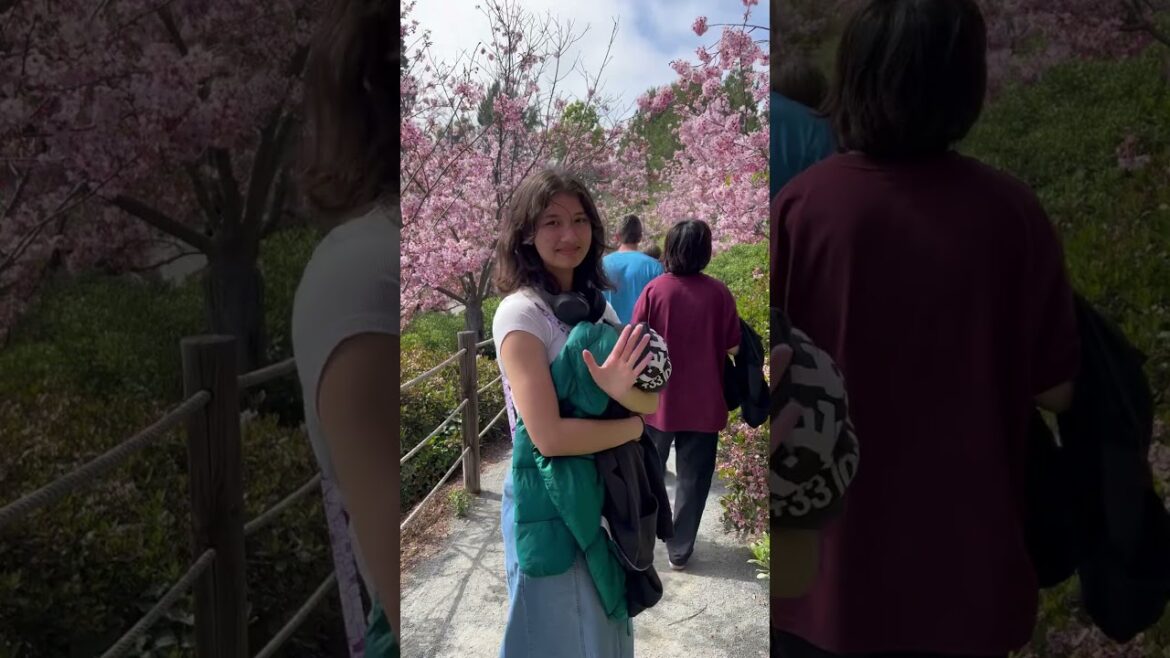 Japanese garden Japanese garden