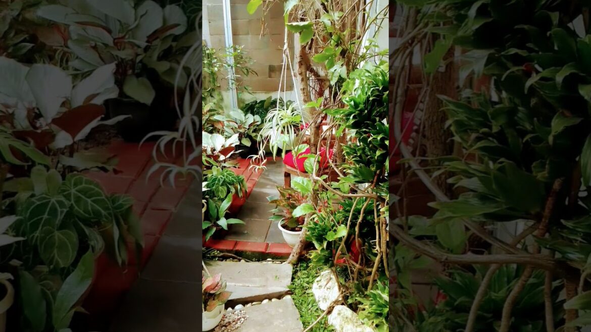 #viewindah #nature #tanamahias #tanamanhiasmakassar #garden #tanamanhiashargamurah #plans