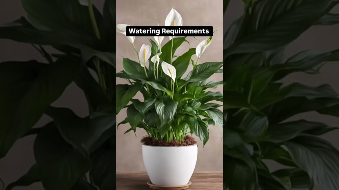 Peace Lily Care Tips | Low Maintenance Air Purifying Plant | Good Luck Plant Peace Lily Care Tips | Low Maintenance Air Purifying Plant | Good Luck Plant