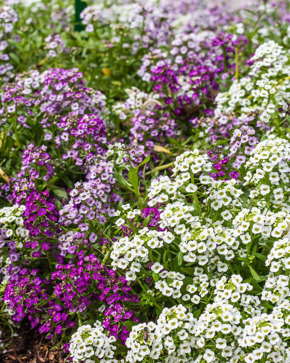 self seeding flowers sweet alyssum flowers