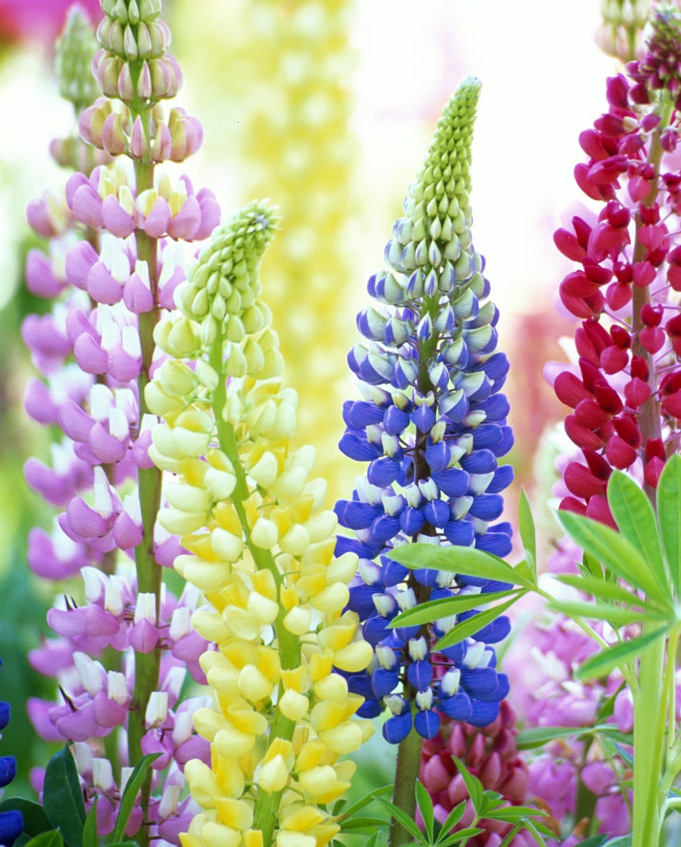 self seeding flowers lupine