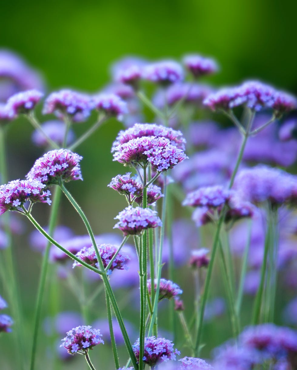 self seeding flowers verbena bonariensis