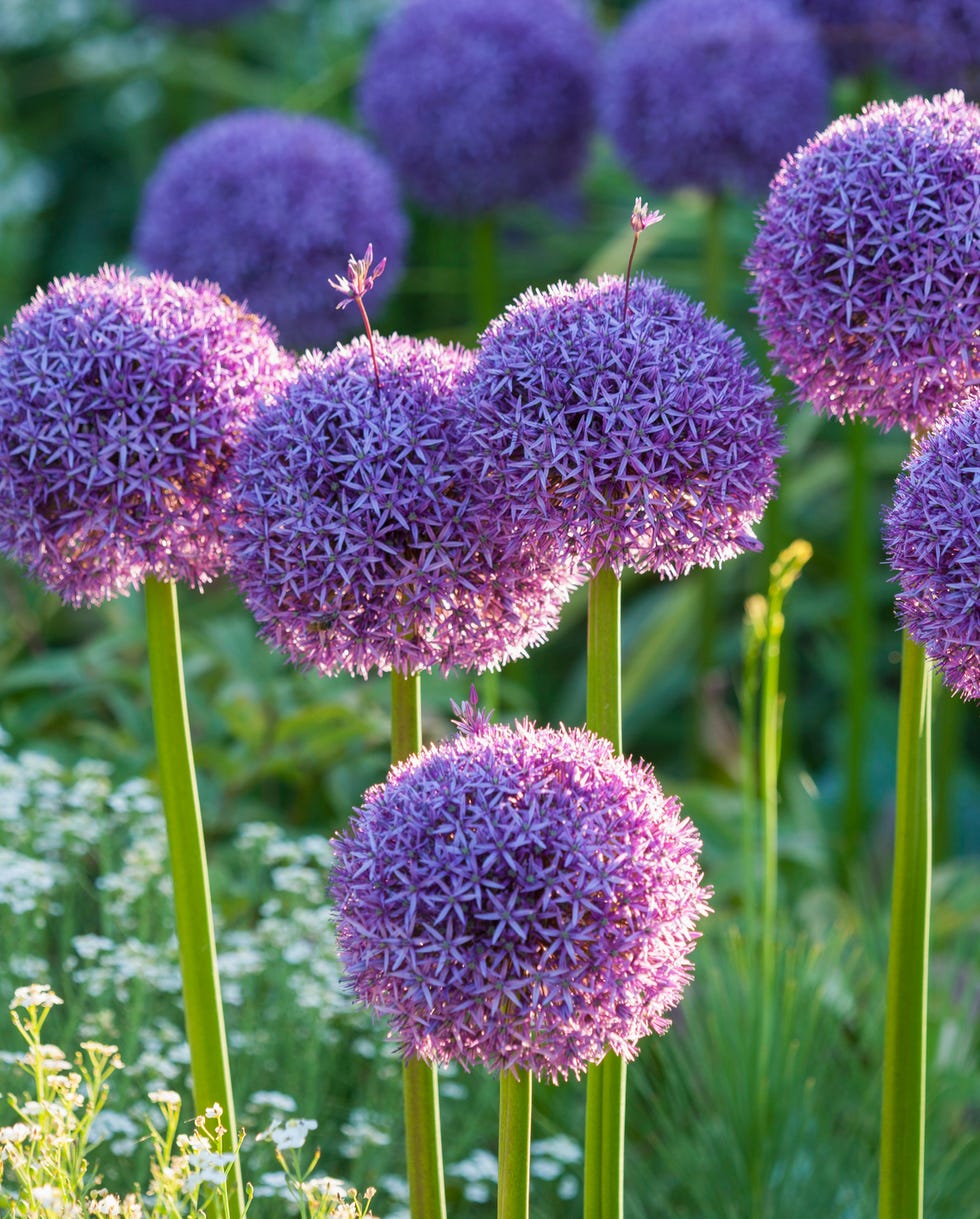 self seeding flowers allium