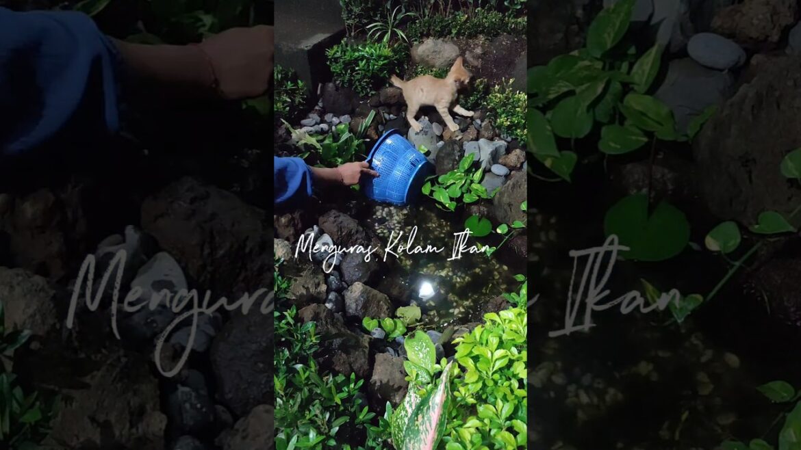Cleaning out the fish pond in the little front yard garden #kolamikan #kolam #gardening #garden