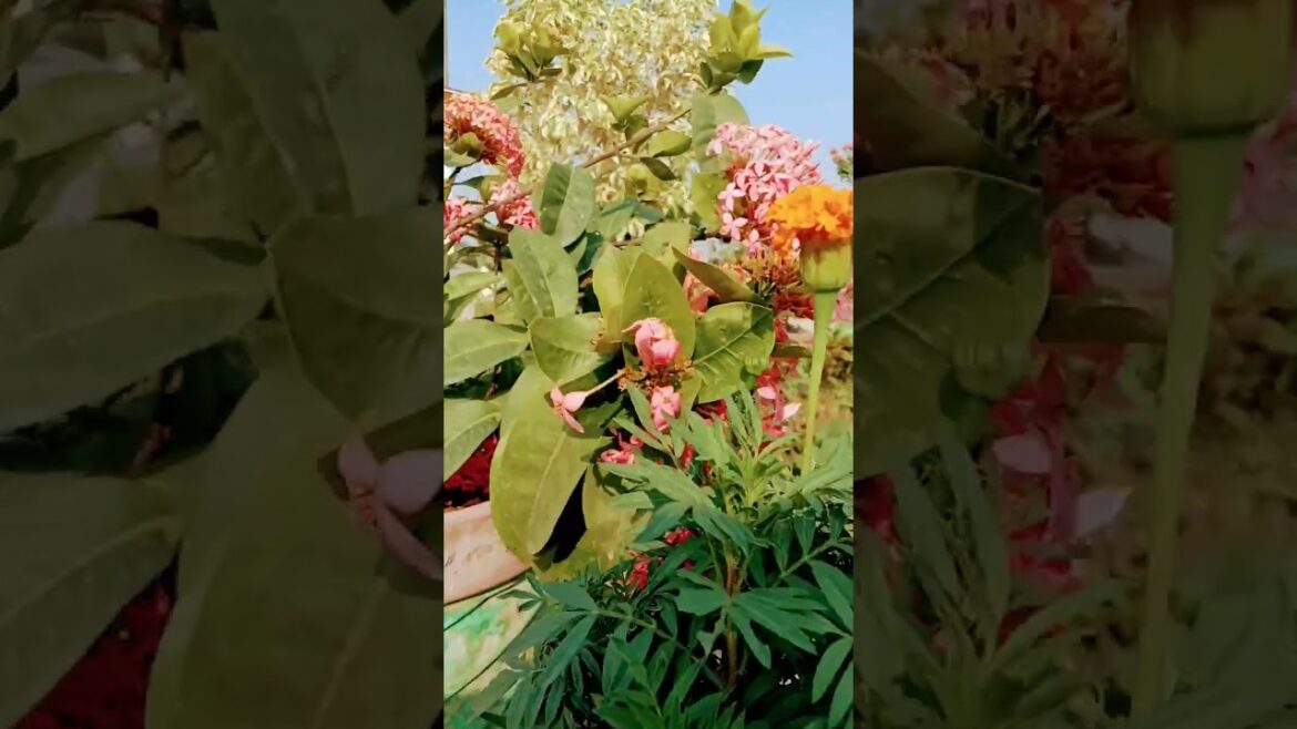 Amazing flowers || #natural beauty Amazing flowers || #natural beauty