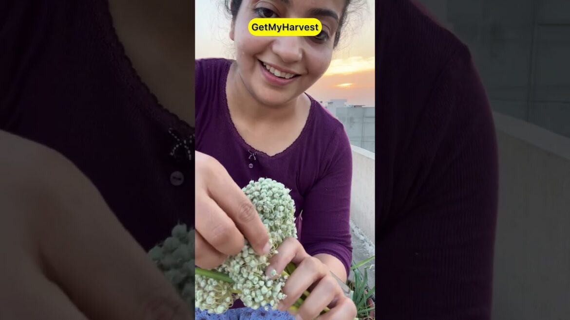 Terrace se mila harvest | Summer Vegetables #organicgardening