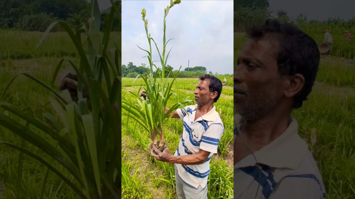From Soil to Scent 🌱 Replanting Begins with Tuberose (রজনীগন্ধা) Bulbs #shorts