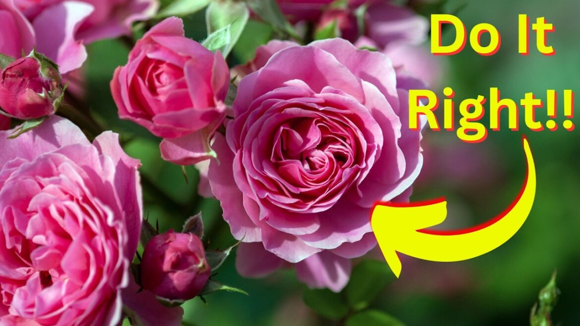 How to Plant, Care for, and Maintain Roses | Complete Rose Gardening Guide
