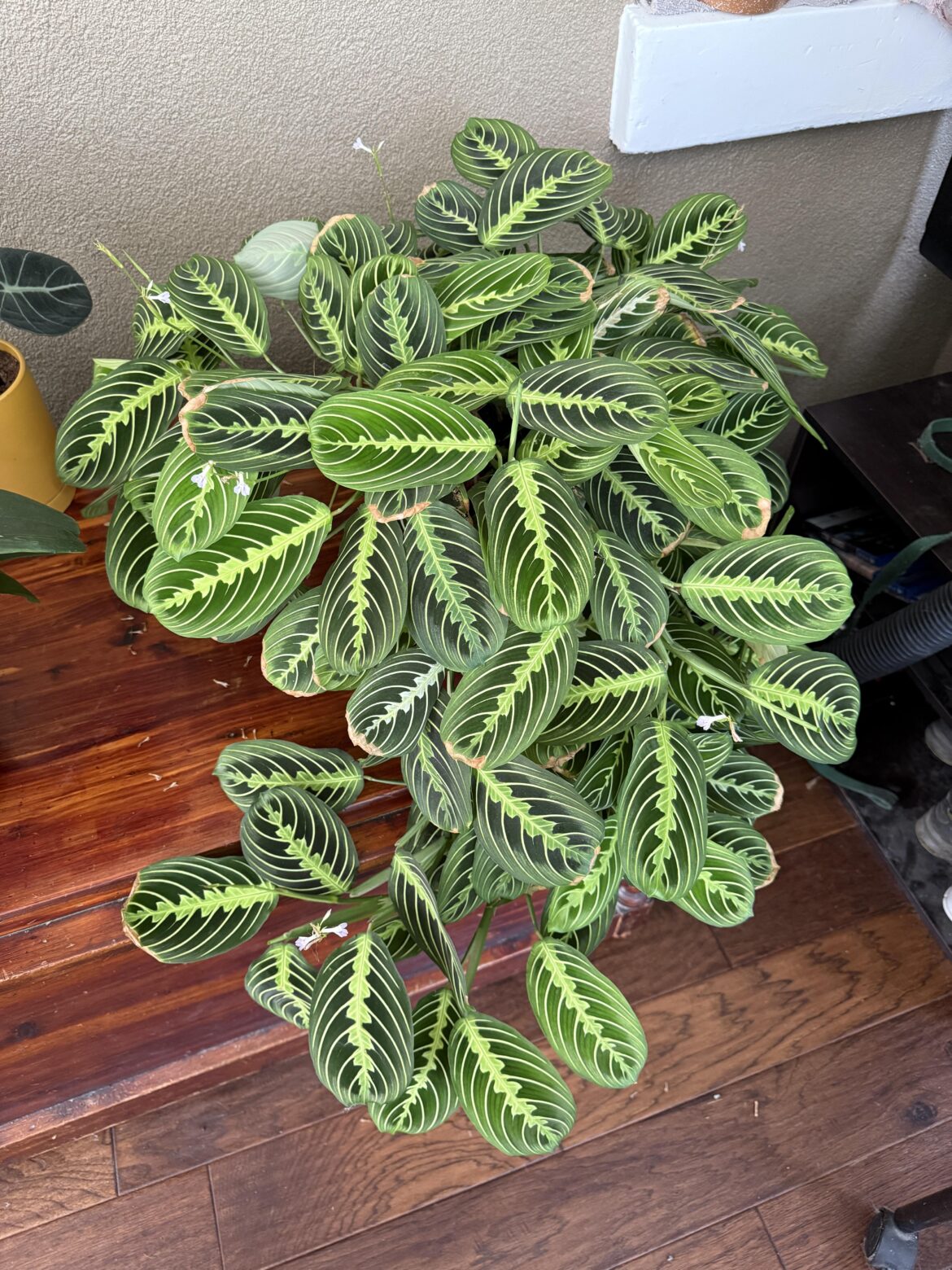 My Prayer Plant is a Year and a Half Old. ❤️