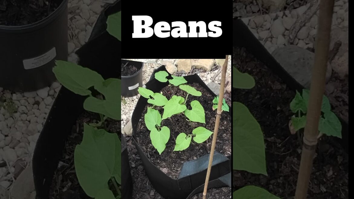 Beginning of June container garden tour #containergarden #gardentour