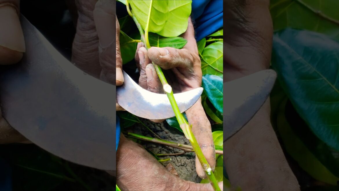 How to Graft Pink Jackfruit 🌸 Farmer’s Simple Technique #shorts