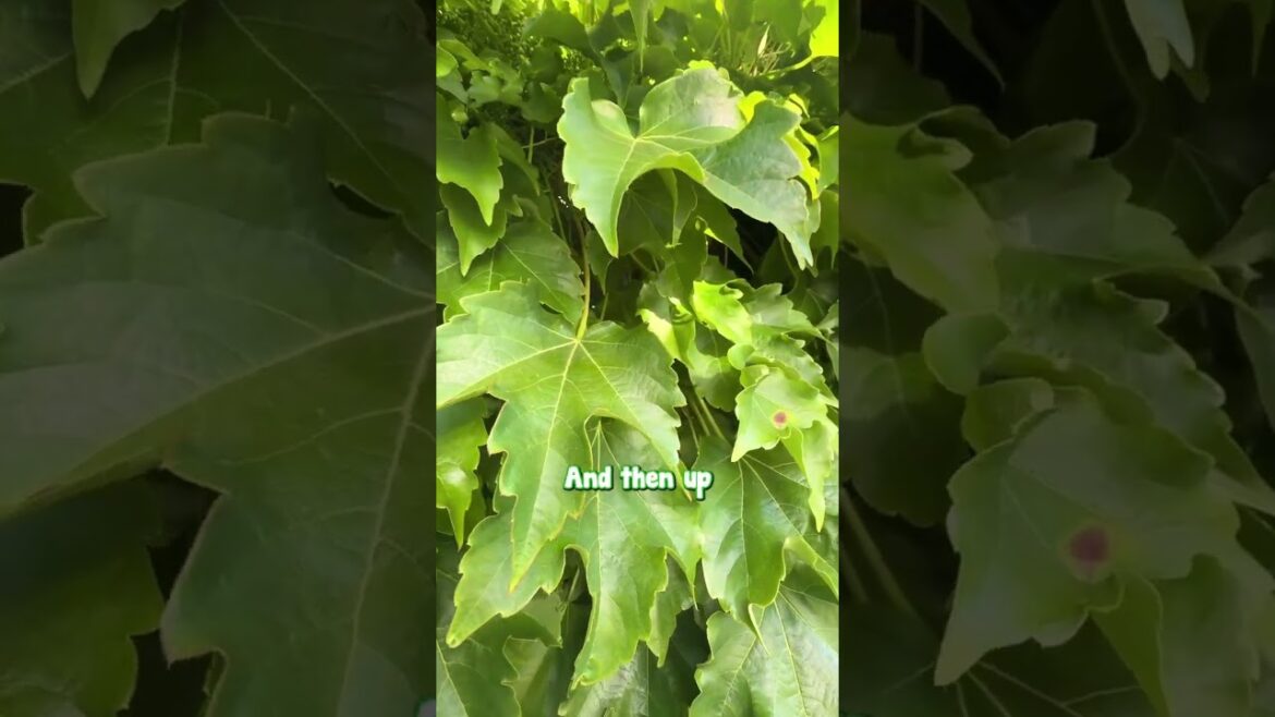 Three Plants is All You Need to Create an Interesting Garden Design.