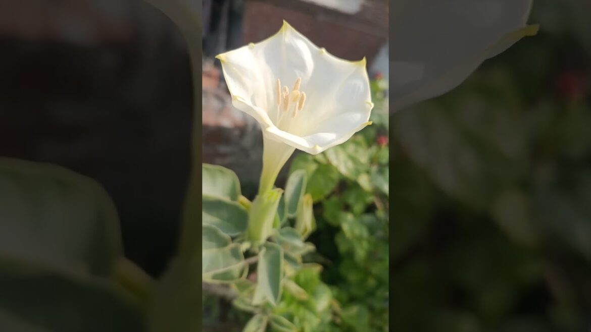 Beautiful Devil's Trumpet/home gardening/terrace gardening/plant lover
