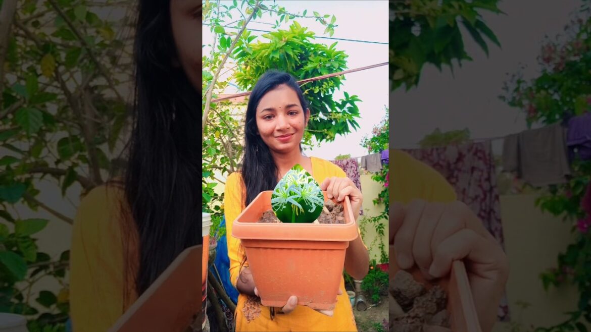 স্পাইডার লিলির ফুল কি এবছর ফুটবে?#plants  #gardening#gardeningtips