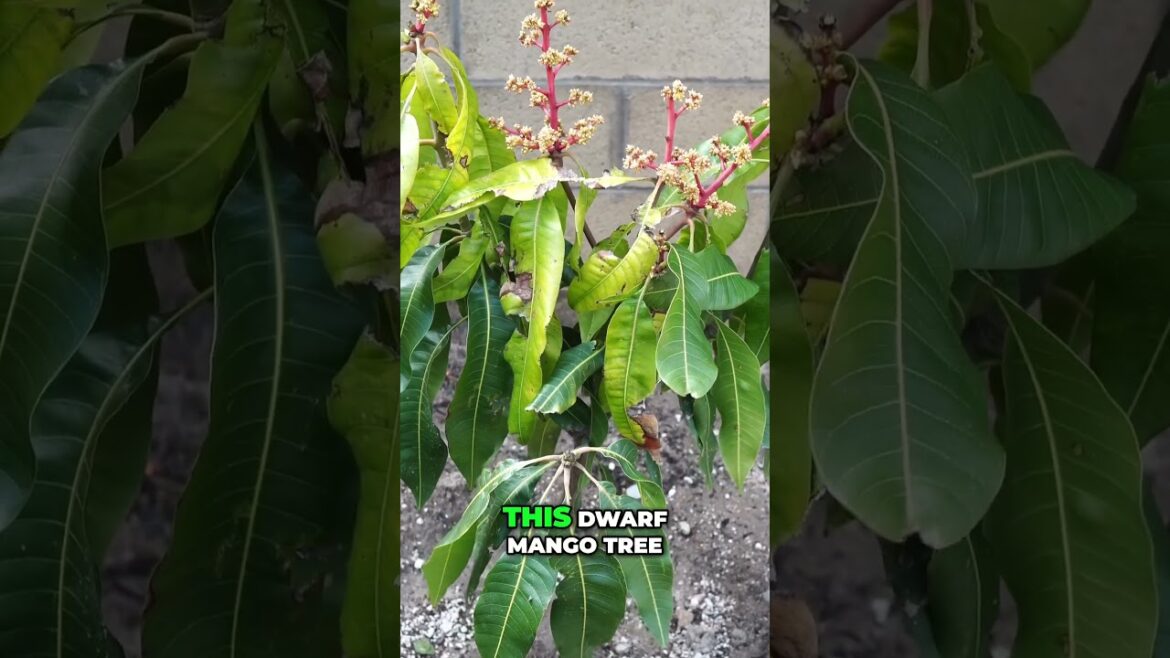 Little Gem Mango 🌳 Dwarf Tree, HUGE Harvest! Perfect for Small Gardens!