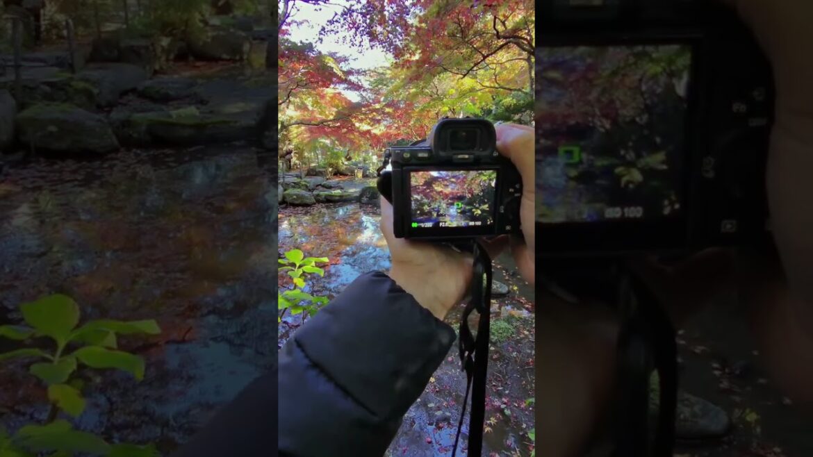 Photographing a Japanese garden (chill)