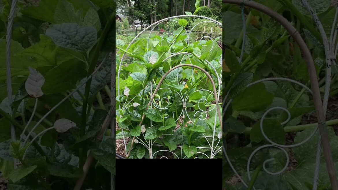 High desert container gardening High desert container gardening