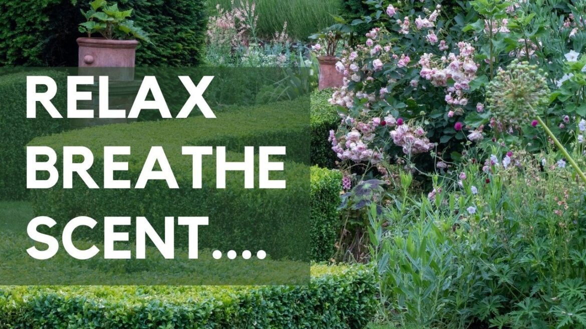10 top scented plants to transform your garden and lift your mood 10 top scented plants to transform your garden and lift your mood