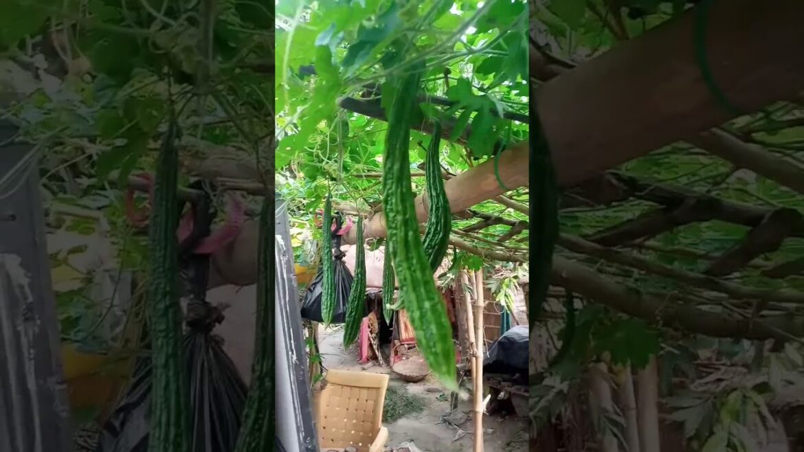 garden vegetable 😱😲😱😲 #shorts #vegetables #green #farming #kheti #khetibadi