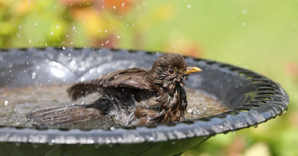 Gardeners urged to follow this 1p bird bath trick this summer Ipso logo