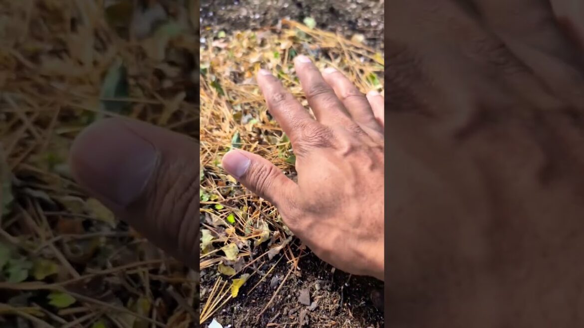 Use Dry Leaves In Your Garden 🌍🌱 It's Free and Works #amazing #viralvideo #viralshort