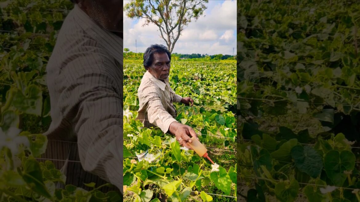Pollination Power: Farmer’s Secret to Better Pointed Gourd Yields 🌞👩‍🌾 #shorts