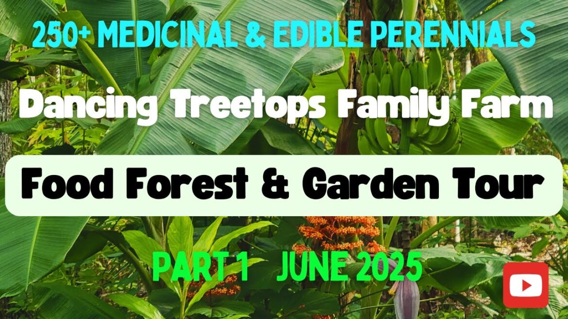 Food Forest and Garden Tour – June 2025 (More than 250 Edible Perennials) Food Forest and Garden Tour - June 2025 (More than 250 Edible Perennials)