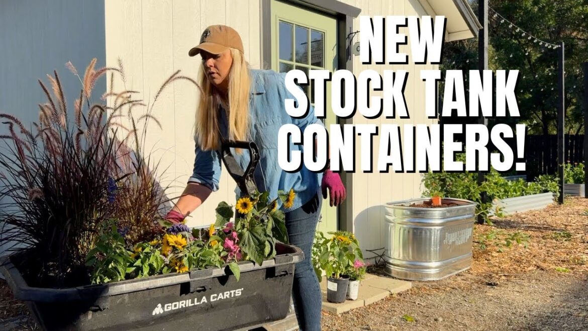 Planting Up New Stock Tank Container Gardens! 🌻 Bubblegum, Sunflowers & Purple Fountain Grass! Planting Up New Stock Tank Container Gardens! 🌻 Bubblegum, Sunflowers & Purple Fountain Grass!