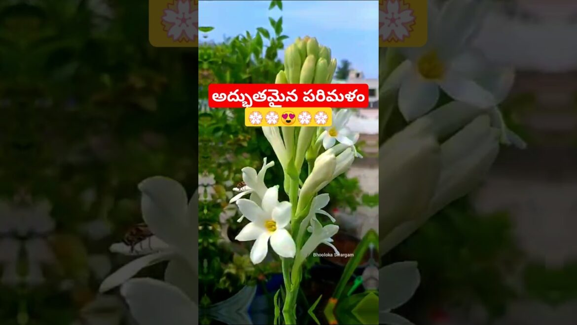 పచ్చని తోటలో తెల్లని కల Fragrant Lily Flower Blooming #agriculture #gardening #vegetables #harvest