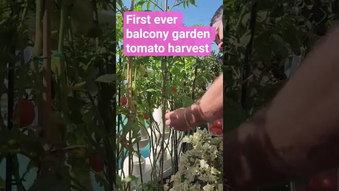 Harvest time! We picked fresh, juicy tomatoes straight from our balcony garden! Harvest time! We picked fresh, juicy tomatoes straight from our balcony garden!