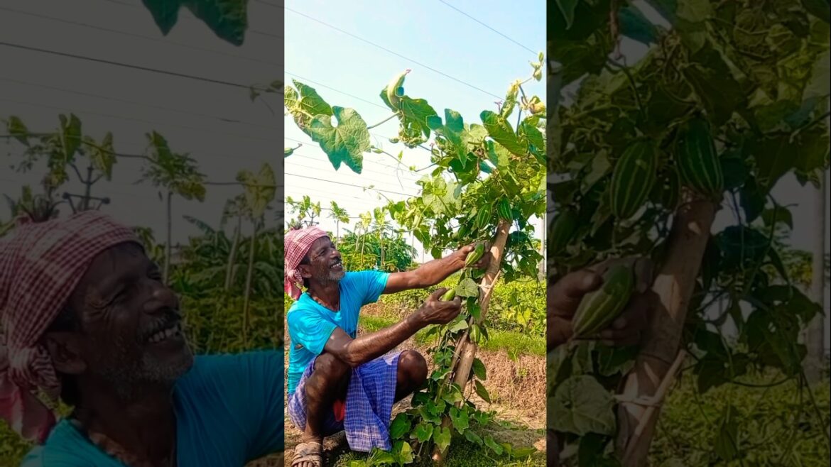 Pointed Gourd Afternoon Harvest – Village Life Vibes 🌱🏡 #shorts