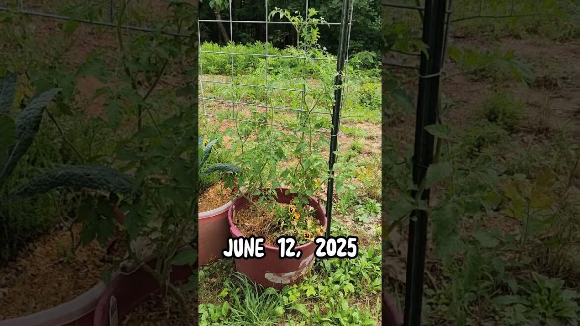 🍒Cherry Tomatoes🍒 🍒Cherry Tomatoes🍒